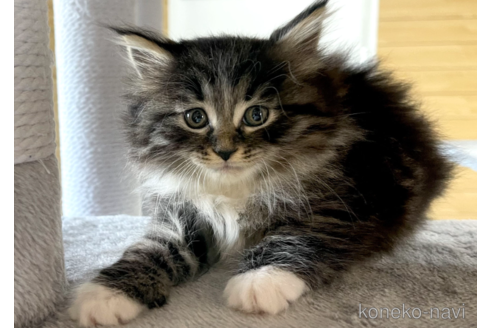 成約済の千葉県のサイベリアン-89264の5枚目